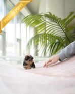 PIPER - MALE (PURCHASED by KELVIN) - Image 4