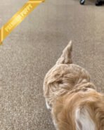 BOGART - MALE  (PURCHASED by CESAR) - Image 6