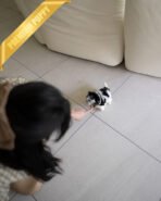 BAXTER - MALE (PURCHASED by CRISTINA) - Image 5