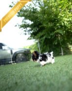 MILO - MALE (PURCHASED by ASHLEY) - Image 6