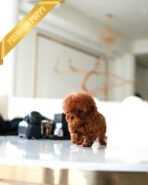 COCO - FEMALE (PURCHASED by CHO) - Image 2