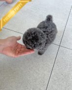 BEAU - MALE (PURCHASED by JOSE) - Image 5