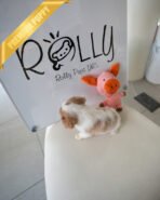 ARTHUR - MALE (PURCHASED by JULIE) - Image 4