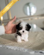 GIGI - FEMALE (PURCHASED by RIKKI)