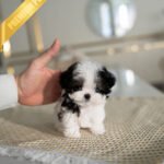 GIGI - FEMALE (PURCHASED by RIKKI)