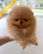 BUTTERS - MALE (PURCHASED by ANONYMOUS) - Image 4