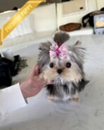 LILIANA - FEMALE (PURCHASED by TOMMY)