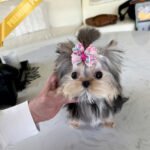 LILIANA - FEMALE (PURCHASED by TOMMY)