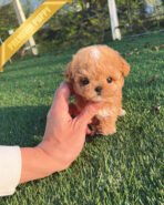 CHANEL - FEMALE (PURCHASED by ANONYMITY) - Image 2