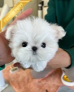 TOBY - MALE (PURCHASED by SIRIRAT)) - Image 3