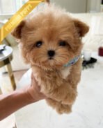 HUGO - MALE (PURCHASED by GIMENA) - Image 2