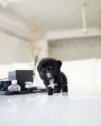 OREO - FEMALE (PURCHASED by KAREN) - Image 2