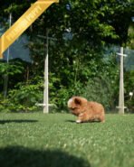 AGGIE- FEMALE (PURCHASED by KIM) - Image 5