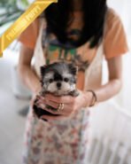 LUNA - FEMALE (PURCHASED by ESTHER) - Image 3