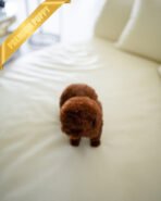 MITCH - MALE (PURCHASED by NOA) - Image 5