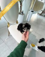 SASHA - FEMALE (PURCHASED by ANONYMOUS) - Image 5