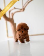 VELVET - FEMALE (PURCHASED by GUILHERME)