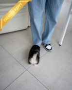 ROXY - FEMALE (PURCHASED by HEND) - Image 4