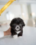 COCO - FEMALE(PURCHASED by LISA) - Image 2