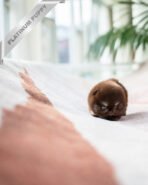 PIXIE - FEMALE (PURCHASED by JAYLAH) - Image 4