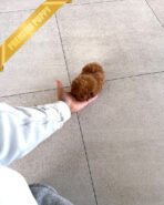 BELLA - FEMALE (PURCHASED by LAURA) - Image 4