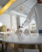 LUNA - FEMALE (PURCHASED by BLANCA) - Image 3