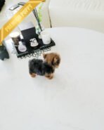 MILO - MALE (PURCAHSED by ANTHONY) - Image 4