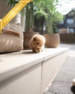 DOLLY - FEMALE (PURCHASED by ANA) - Image 6