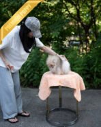 SANDY - MALE (PURCHASED by JOSELYN) - Image 3