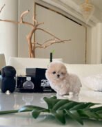 AUSTIN - MALE (PURCHASED by ALEXIA) - Image 4