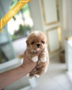 LYRA - FEMALE (PURCHASED by LARISSA)