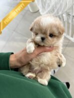 ANGUS - MALE (PURCHASED by JACQUELINE) - Image 2