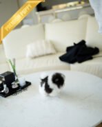 PANDA - MALE (PURCHASED by KIMBERLY) - Image 7