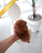 DAPHNE  - FEMALE (PURCHASED by JEANETTE) - Image 3