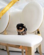 GIZMO - MALE (PURCHASED by JUAN) - Image 2