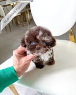 GIZMO - MALE (PURCHASED by GRIGOREVA) - Image 2