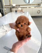 OLIVER - MALE (PURCHASED by ALEXIA&GREGORY) - Image 2