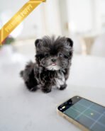 PICO - MALE (PURCHASED by HARLOW & LANDON)