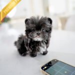 PICO - MALE (PURCHASED by HARLOW & LANDON)