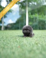 INDIGO  - MALE (PURCHASED by JENNY) - Image 9