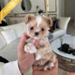 CHLOE - FEMALE (PURCHASED by MARIA)