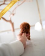 SCARLET - FEMALE (PURCHASED by SARA) - Image 3