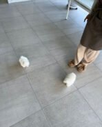 CLOUD & FLUFFY - FEMALE & MALE - Image 4