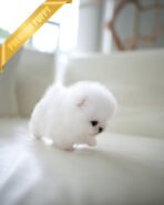 PUFFIN - FEMALE (PURCHASED by MAKITA) - Image 4