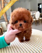 SOPHIA - FEMALE (PURCHASED by BILL) - Image 2