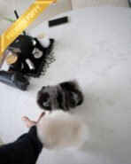 VICTORIA & DUCHESS - FEMALE - Image 4