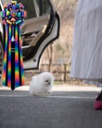 GIOVANNI - MALE (PURCHASED by DON) - Image 6