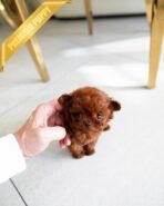 CAMILLE - FEMALE (PURCHASED by  SUSANA)