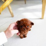 CAMILLE - FEMALE (PURCHASED by  SUSANA)