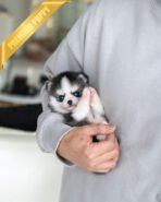 GRACIE - FEMALE (PURCHASED by KIM) - Image 2